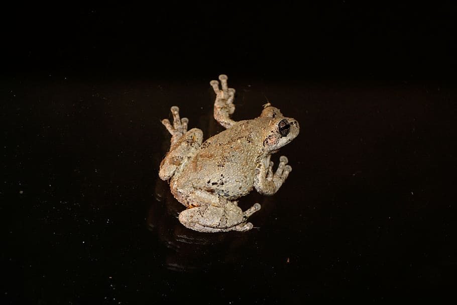 tree frog, nature, wildlife, amphibian, peep, cute, black background HD wallpaper