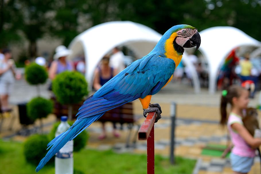 blue-and-yellow macaw perching on red stand, bird, parrot, multi color HD wallpaper
