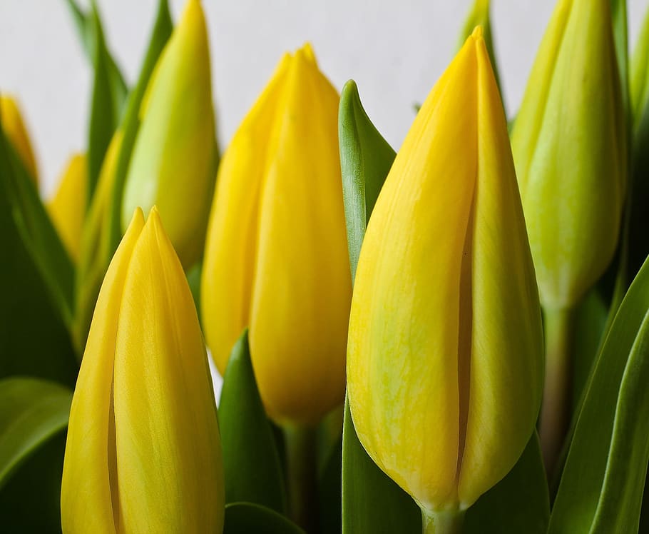 macro show photo of yellow flowers, tulip, spring, nature, close-up HD wallpaper