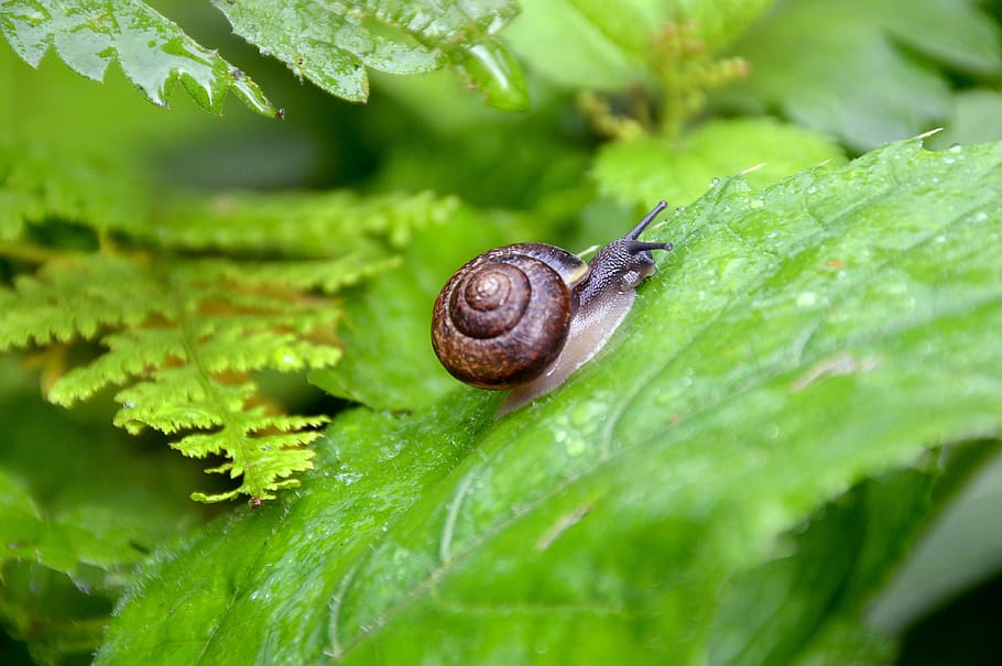 Snail, Forest, Greens, Summer, green leaves, bush, nature, one animal HD wallpaper