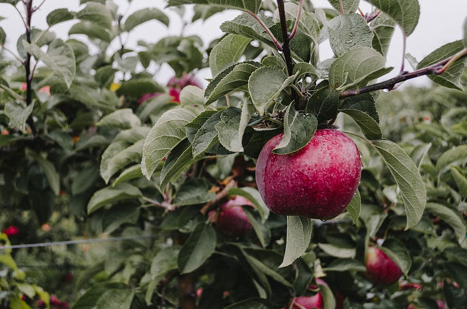 ripe apple, red apple fruit and tree, orchard, leaf, branch, harvest HD wallpaper