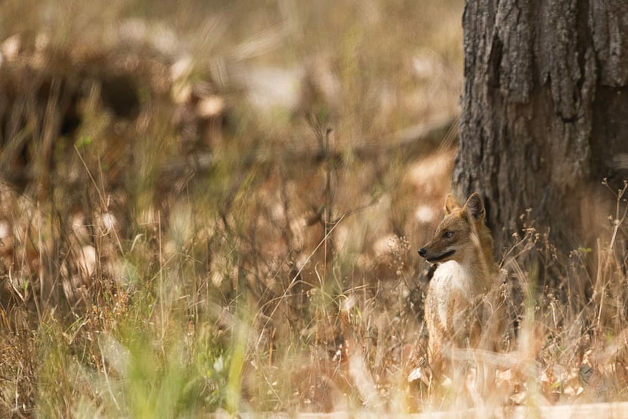 close-up photography of fox standing beside brown tree trunk, coyote near tree during daytime HD wallpaper
