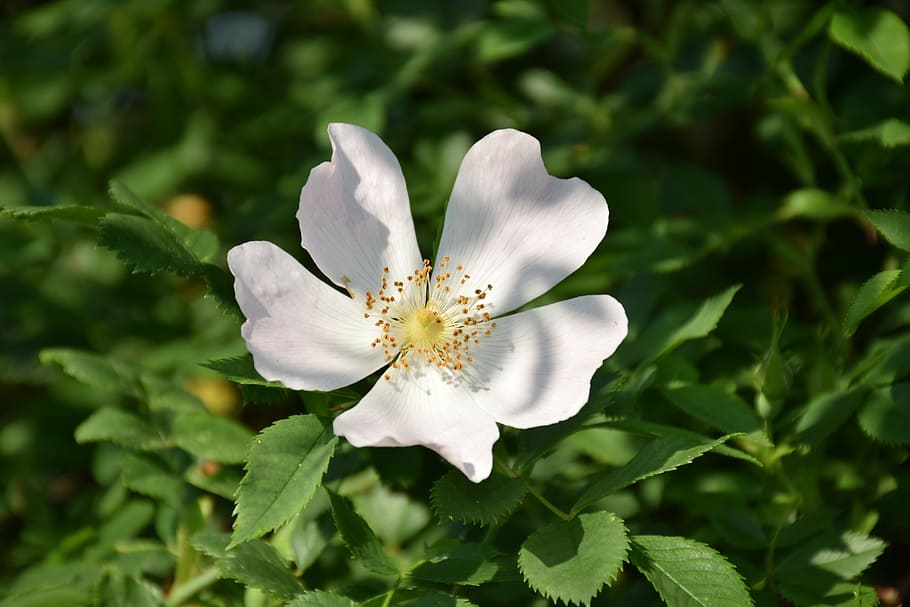wild rose, rose hip, close, flowering plant, growth, fragility HD wallpaper