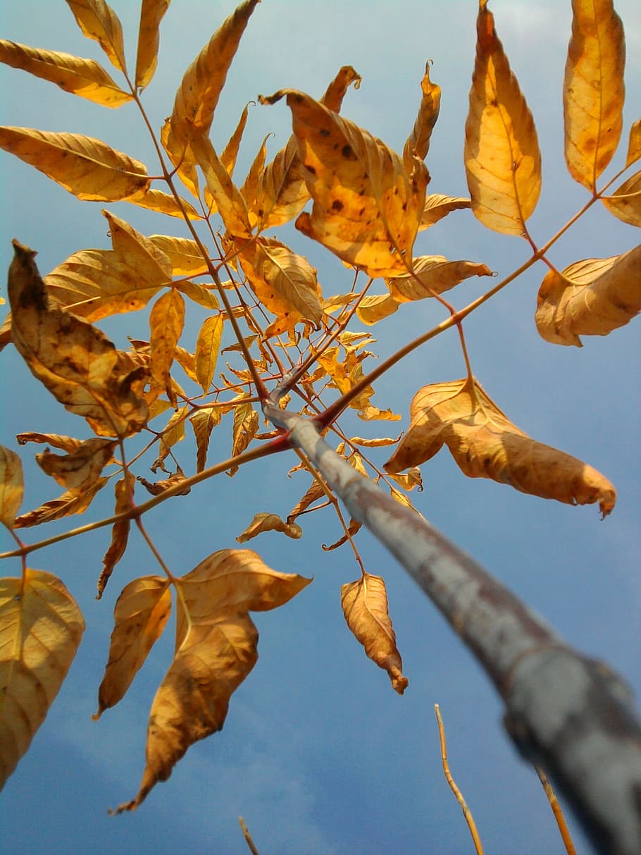 tree, sky, foliage, blue, nature, spring, green, blue sky, the beauty of nature HD wallpaper