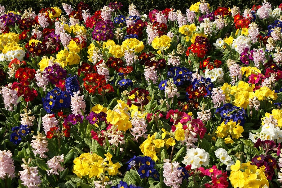Flowers, Colour, Plant, multi colored, variation, yellow, no people HD wallpaper
