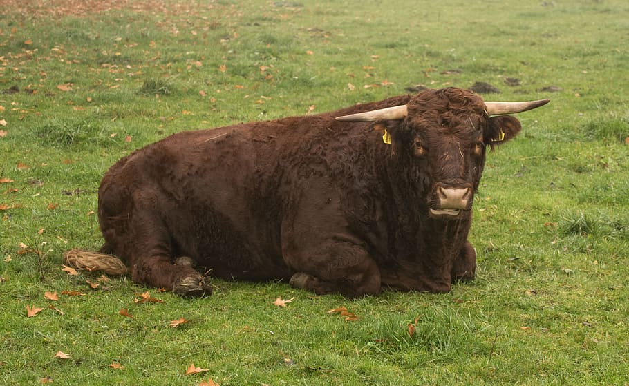 cattle, bull, cow, grass, agriculture, animal themes, land HD wallpaper