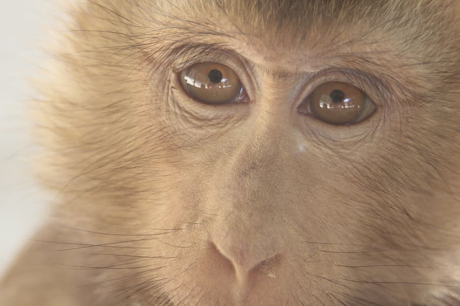 monkey, sorry, alone, jailed, hug, using, abroad, mammal, primate HD wallpaper