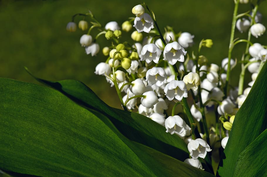 lily of the valley, convallaria, asparagus plants, maieriesli