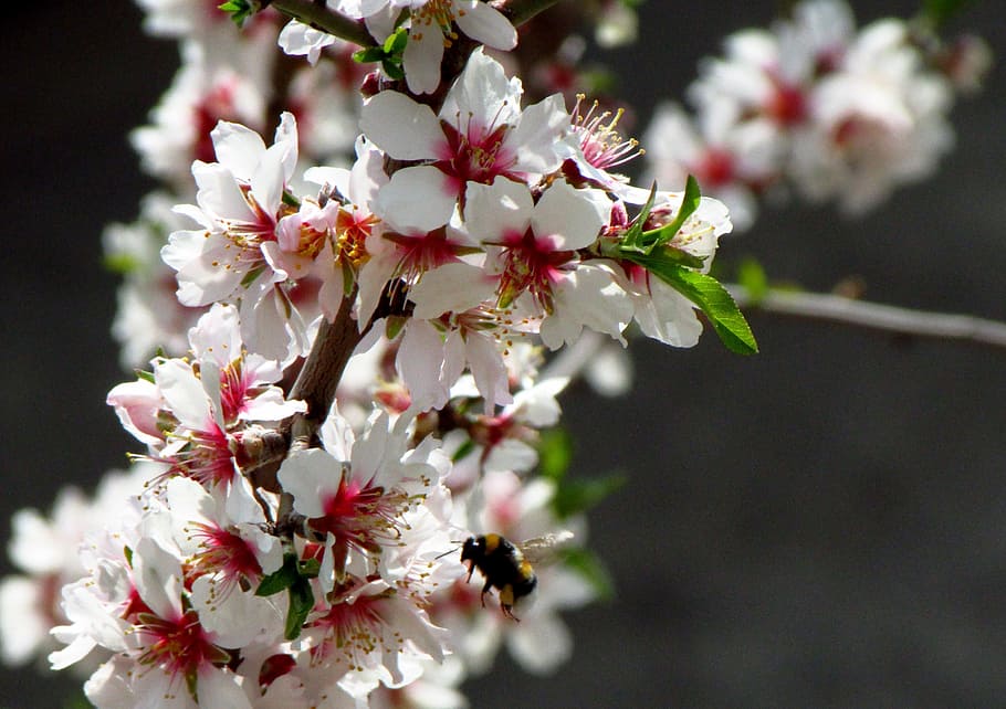 Flower, Bee, Spring, Plant, Costa Brava, catalonia, branch HD wallpaper
