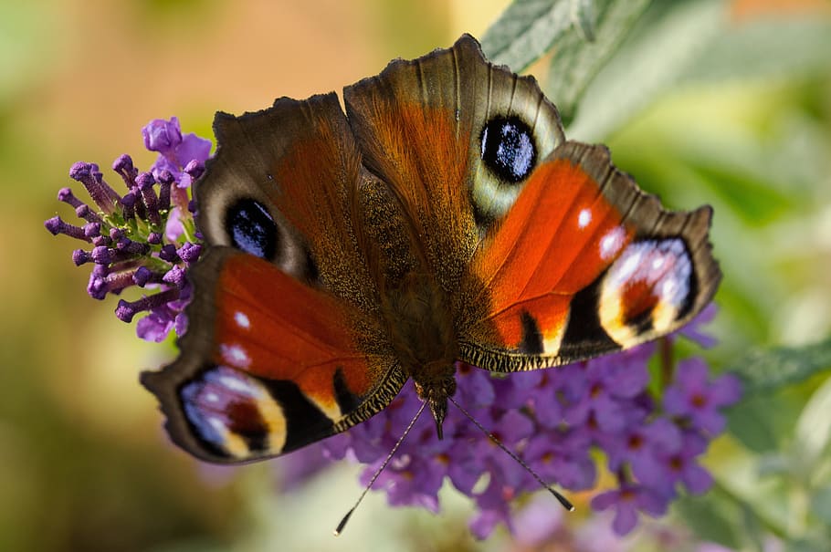 Peacock, Butterfly, Macro, edelfalter, flower, insect, butterfly - insect HD wallpaper