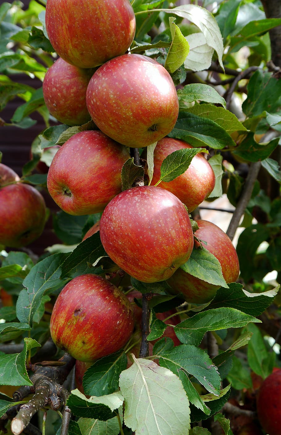 apples, fruit, apple tree, food, healthy, organic, fresh, natural HD wallpaper