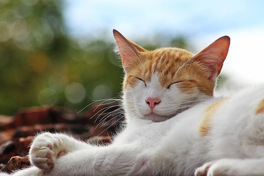 cat, sun, sleep, tranquility, domestic, pets, domestic cat HD wallpaper