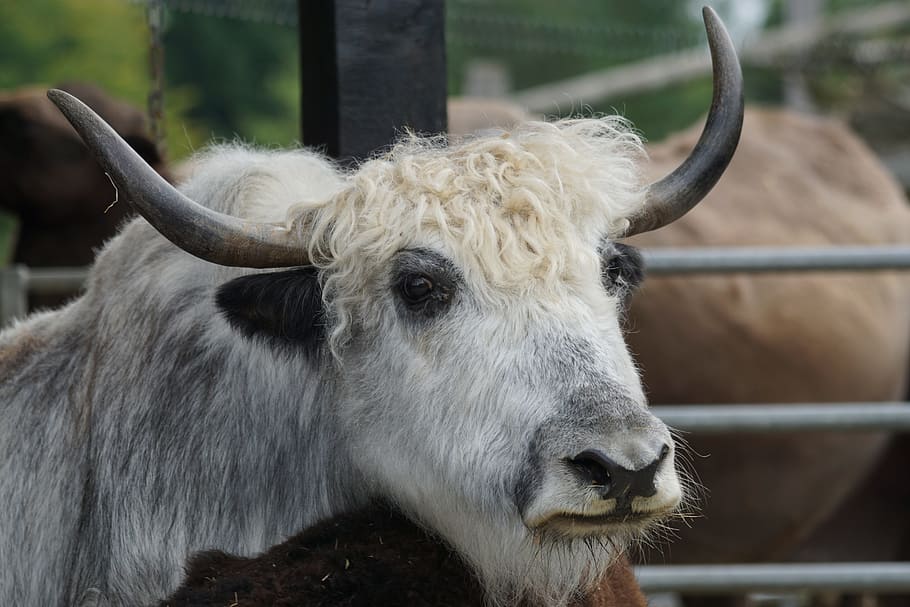 Yard, Beef, Pet, horned, livestock, cattle, domestic cattle HD wallpaper