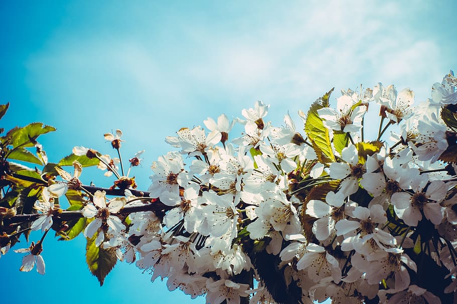 white flowers, cherry blossom, tree, flowering tree, spring HD wallpaper