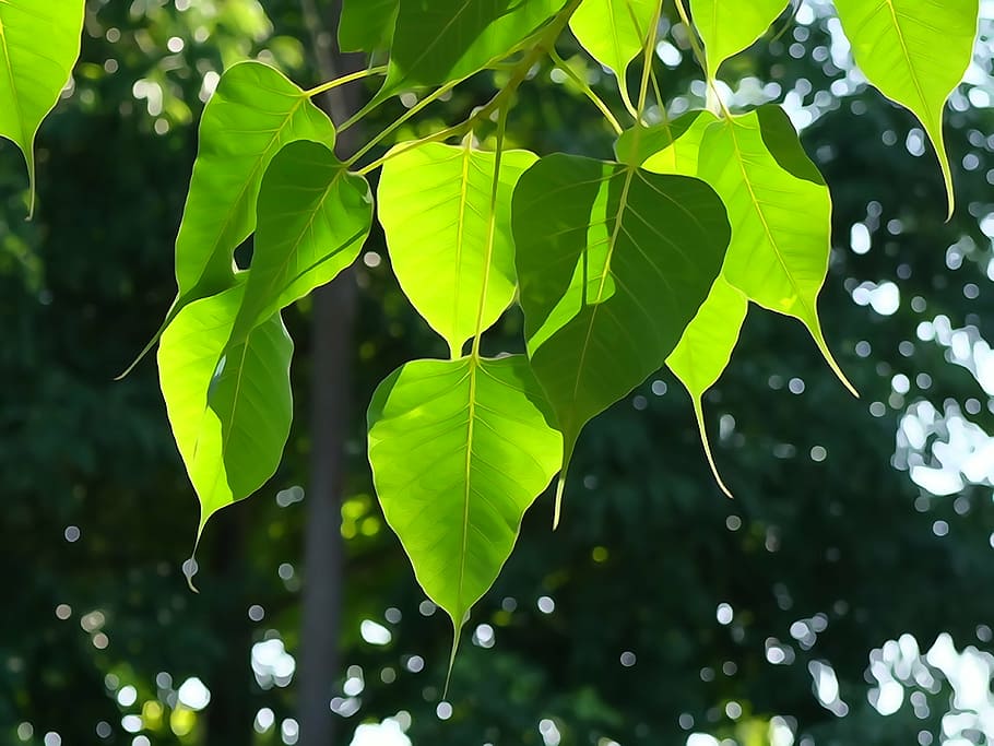 closeup photo of green leaves, bodhi leaf, tree leaf, buddhism