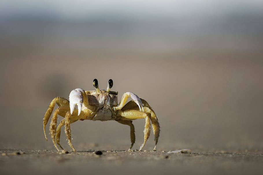 crab, shellfish, beach, sand, ocean, animal themes, one animal HD wallpaper