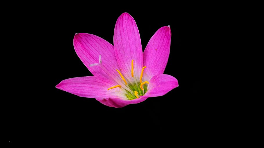 pink flower, nectar, summer, flowering plant, freshness, black background HD wallpaper