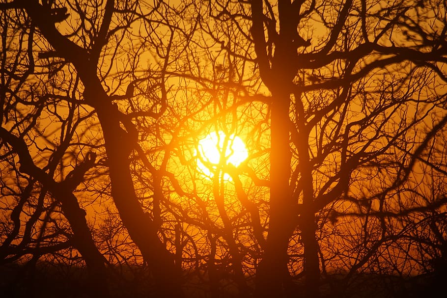 sun, sunset, trees, landscape, sky, nature, dusk, evening, summer HD wallpaper
