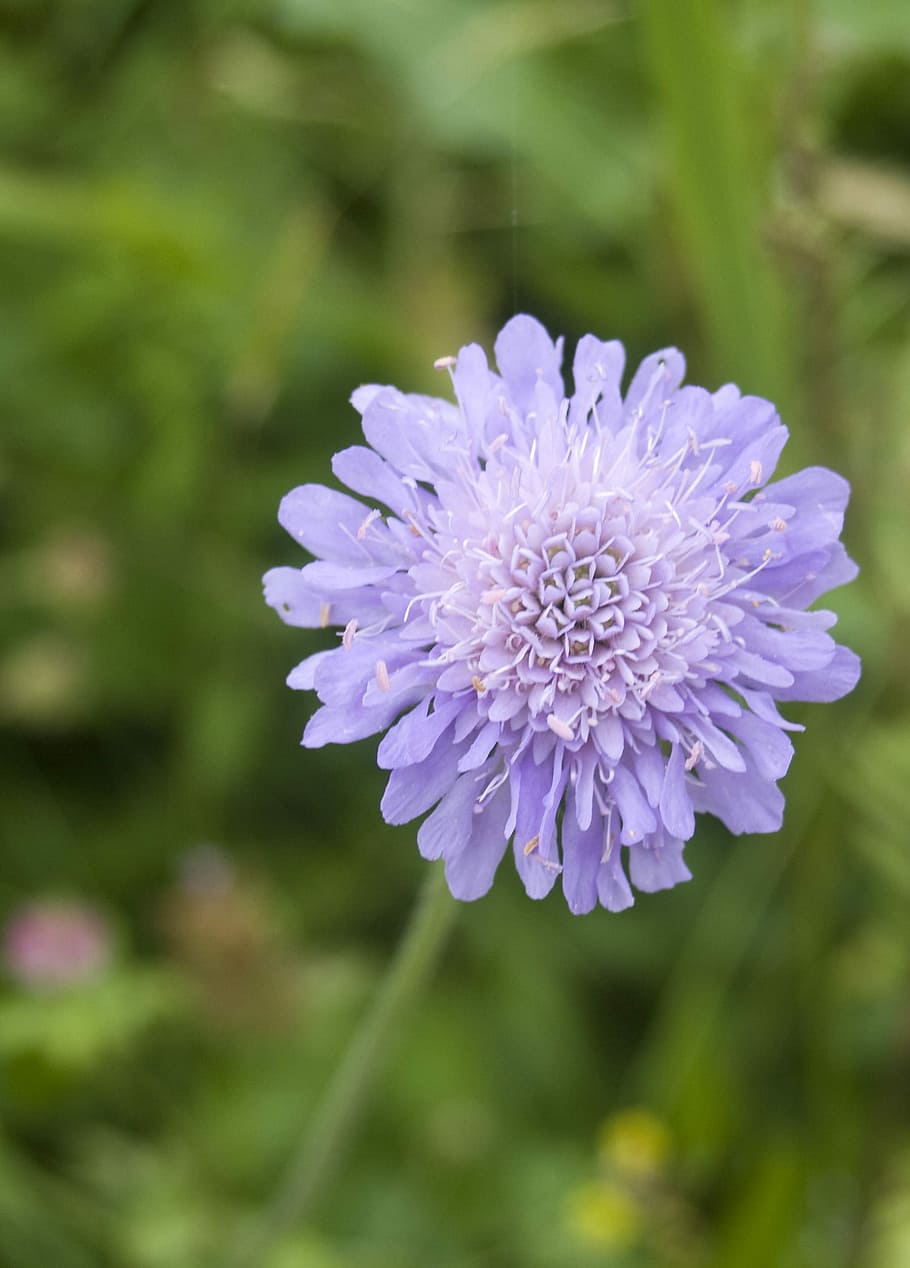 Flower, Blossom, Bloom, blue, mountain flower, meadow, purple HD wallpaper