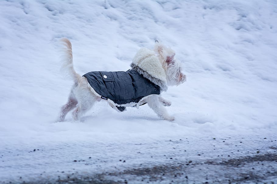 puppy wearing coat on snowfield area, maltese, dog, young dog