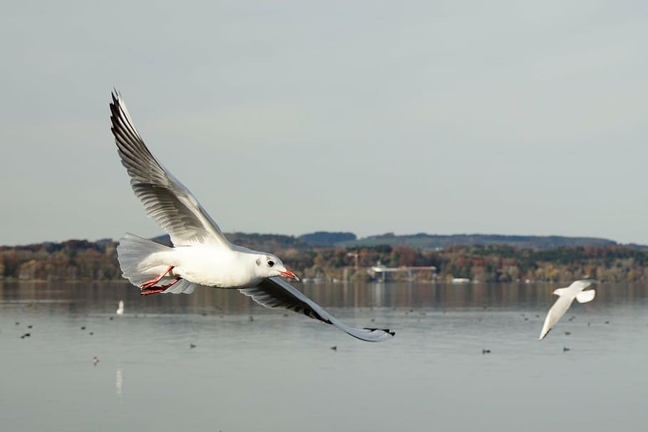 seagull, bird, fly, dom, sky, lake, feather, wing, spring dress HD wallpaper