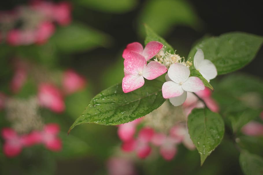 selective focus photography of pink and white petaled flower plant