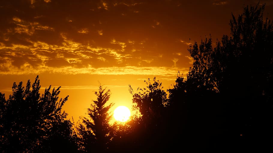 sunset, nature, sky, tree, silhouette, orange color, plant HD wallpaper