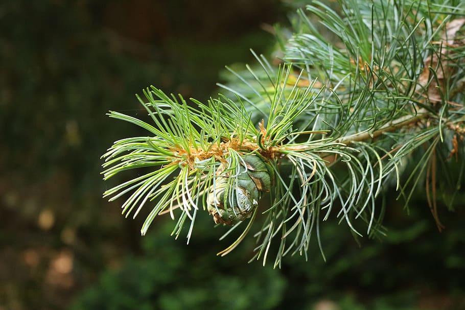 Conifer, Branch, Needles, Tap, needle branch, pine tree, green color HD wallpaper