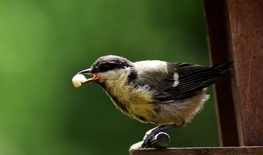 tit, food, peanuts, feed, bird, nature, garden, animal, small bird HD wallpaper