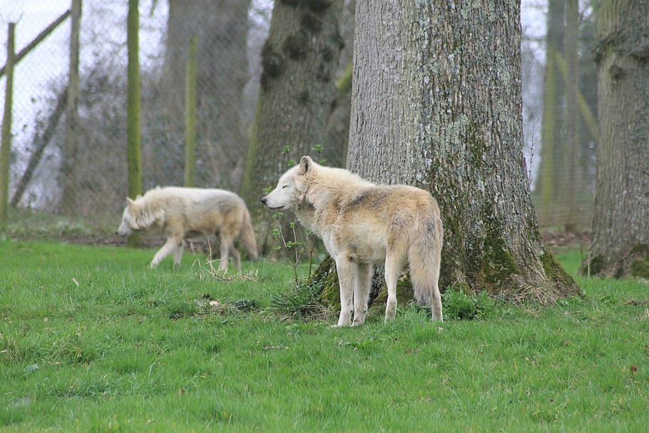 wolfs, woods, zoo, mammal, animal, plant, animal themes, tree HD wallpaper