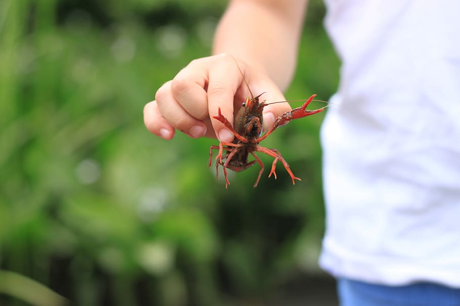 crayfish, summer, japan, one animal, animal wildlife, animal themes HD wallpaper