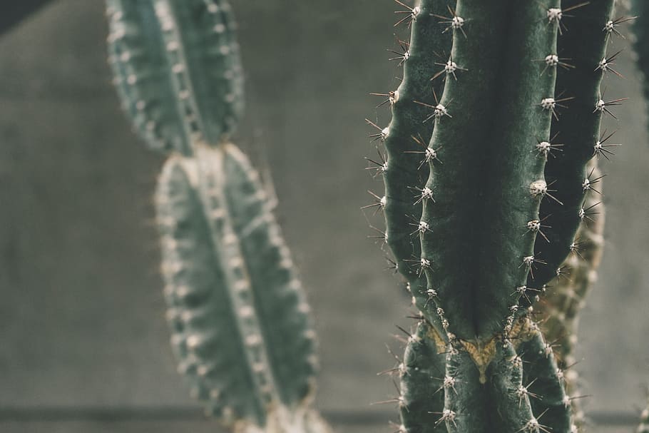 thorn, cactus, green, succulent plant, close-up, growth, nature HD wallpaper