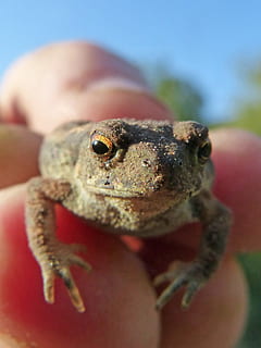 toad, sapito, batrachian, small, hand, hunted, bufo bufo, rough skin HD wallpaper