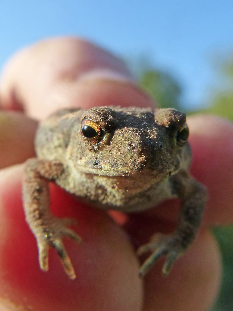 toad, sapito, batrachian, small, hand, hunted, bufo bufo, rough skin HD wallpaper
