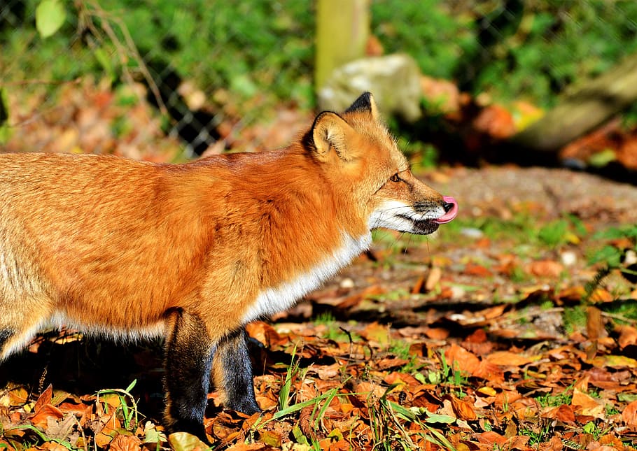 fox walking on field, fuchs, red fox, predator, reddish fur HD wallpaper