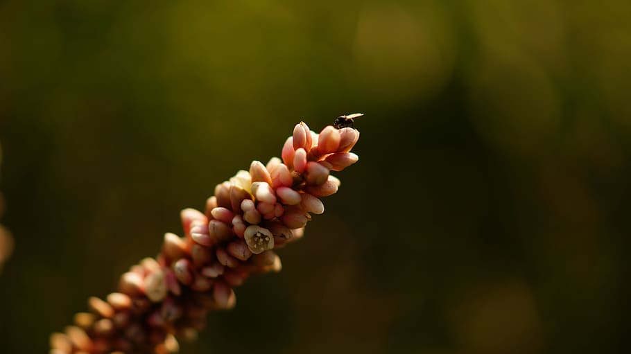 nature, flowers, petals, plant, blooming, blur, buds, close-up HD wallpaper