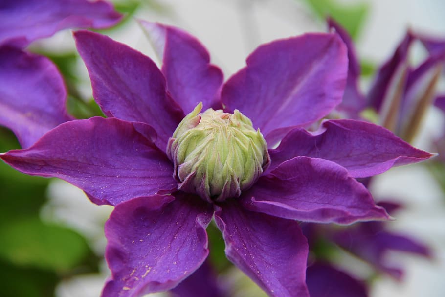 clematis, blossom, bloom, violet, close, climber, flower, garden plant HD wallpaper