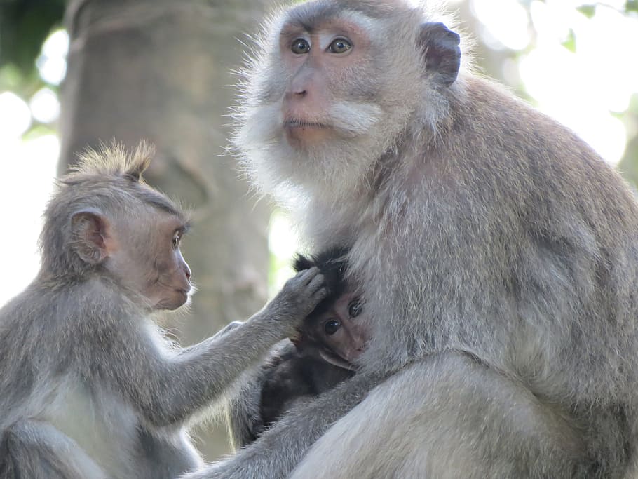 monkey, indonesia, bali, macaques, monkey cub, animal, primate HD wallpaper