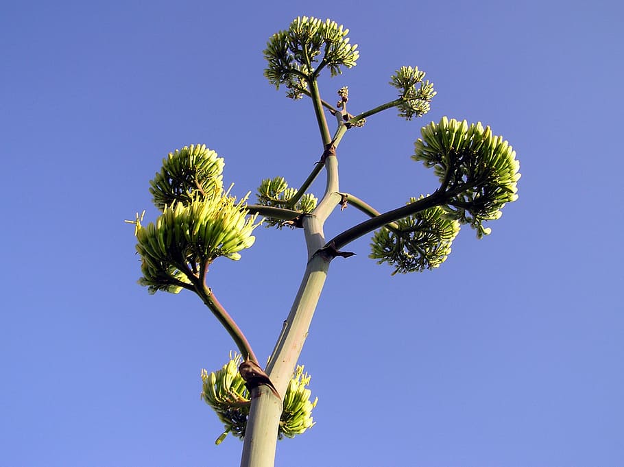 plant, sky, clouds, macro, close-up, nature, outside, beautiful HD wallpaper