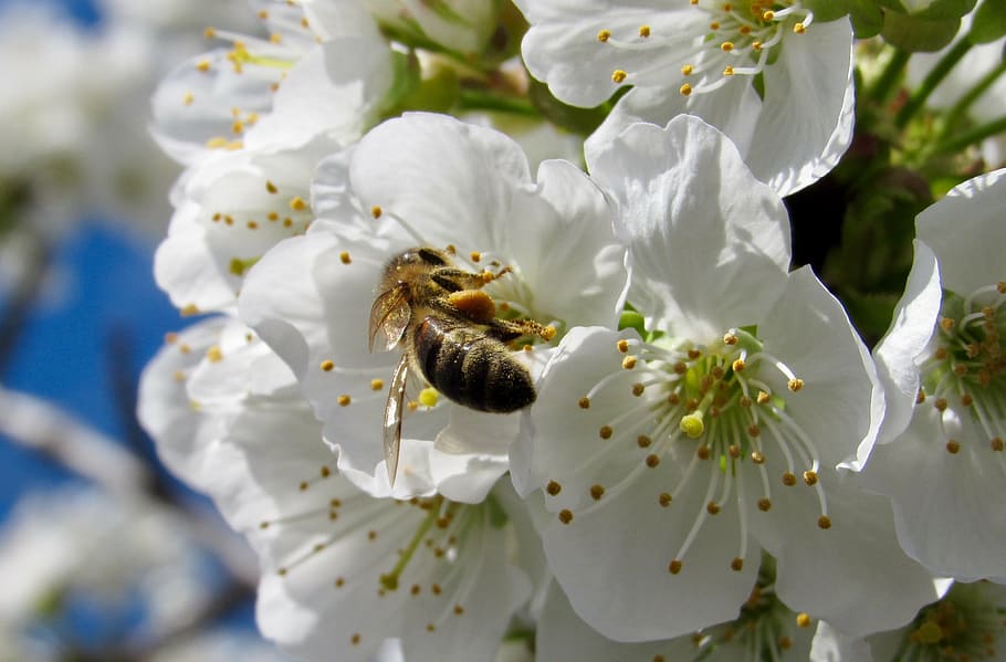 tree, bee, flower, garden, nature, blossom, white, insect, plant HD wallpaper