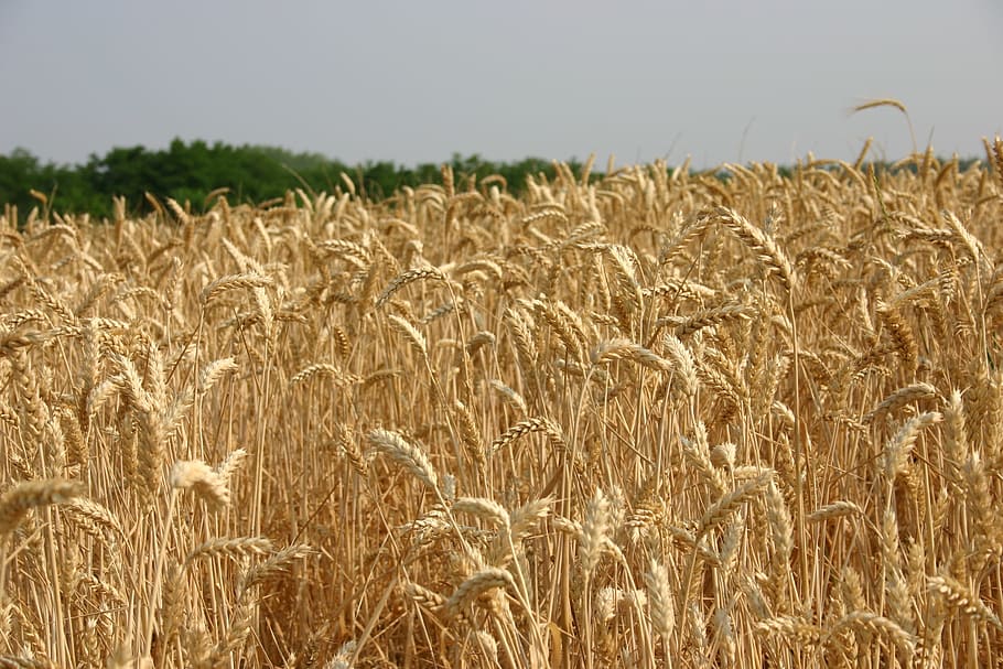 Landscape, Field, Wheat, agriculture, cereal plant, growth HD wallpaper