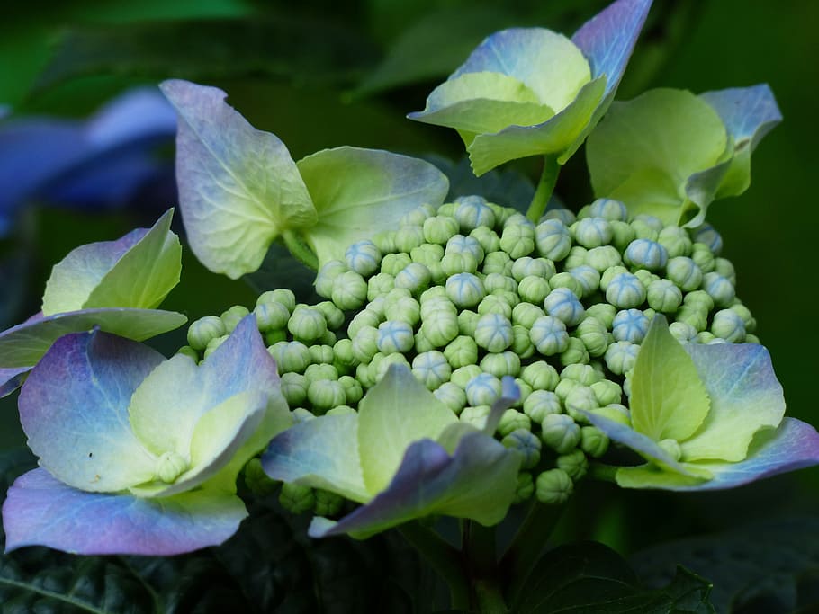 Hydrangea, Flower, Flower, Flower Buds, blue, greenhouse hydrangea HD wallpaper