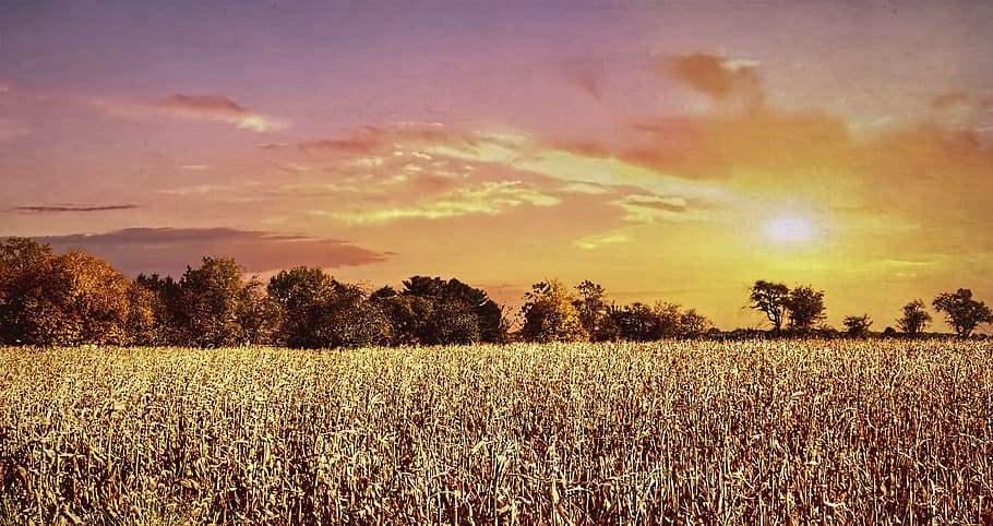 scenery, trees, artistic, art print, digital art, colorful HD wallpaper
