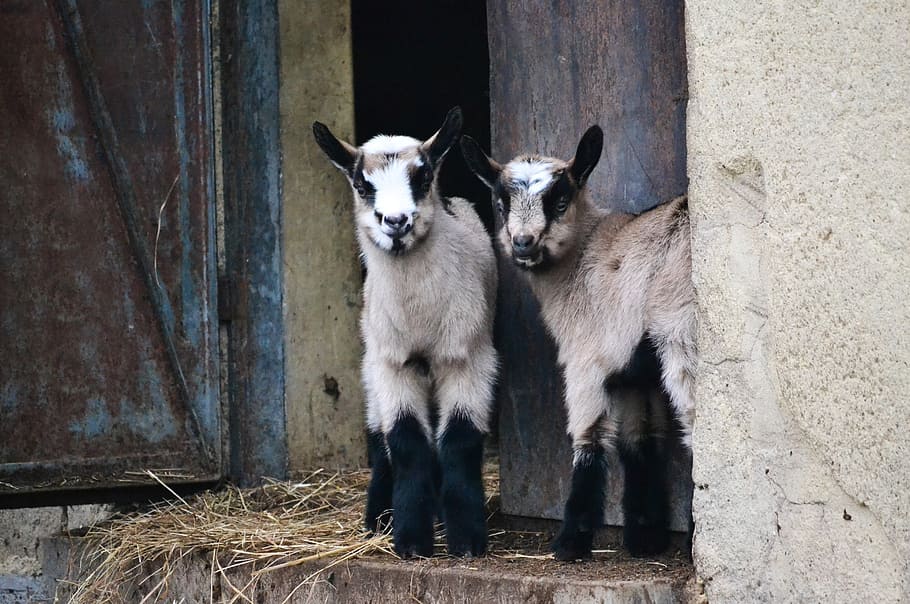 goats, animals, backyard, mammal, animal themes, domestic, pets HD wallpaper