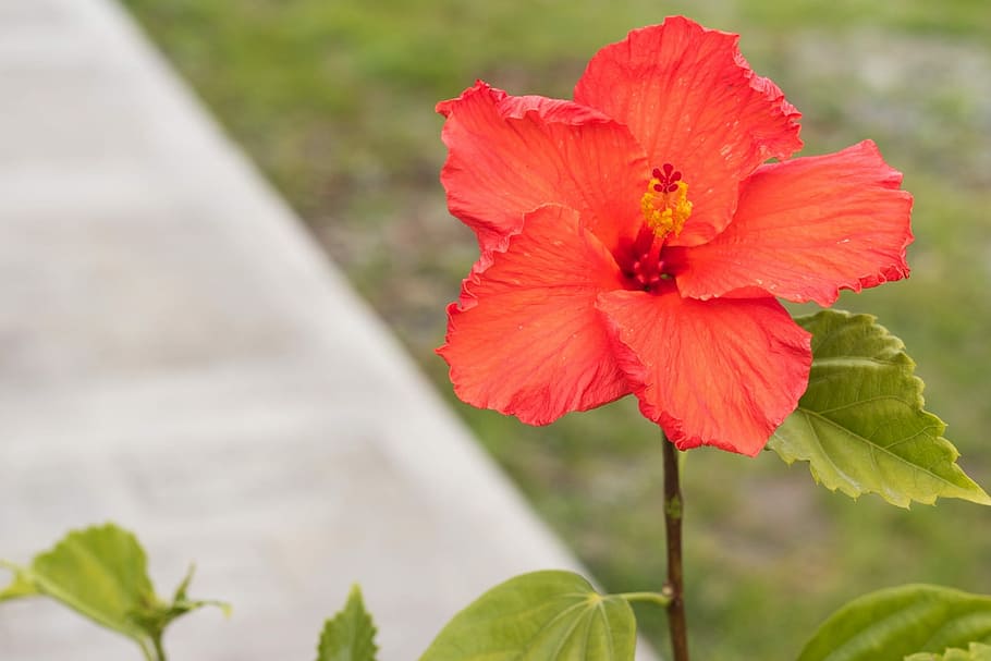 Flower, Plant, Nature, Spring, plant wildlife, wild flower HD wallpaper