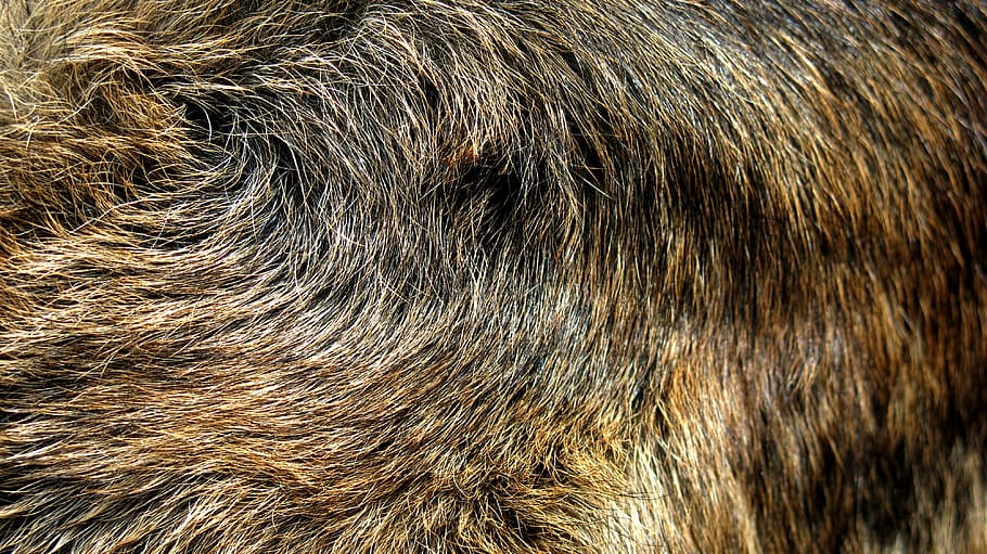 brown fur, german shepherd, wolf, alsatian, full frame, backgrounds, HD wallpaper