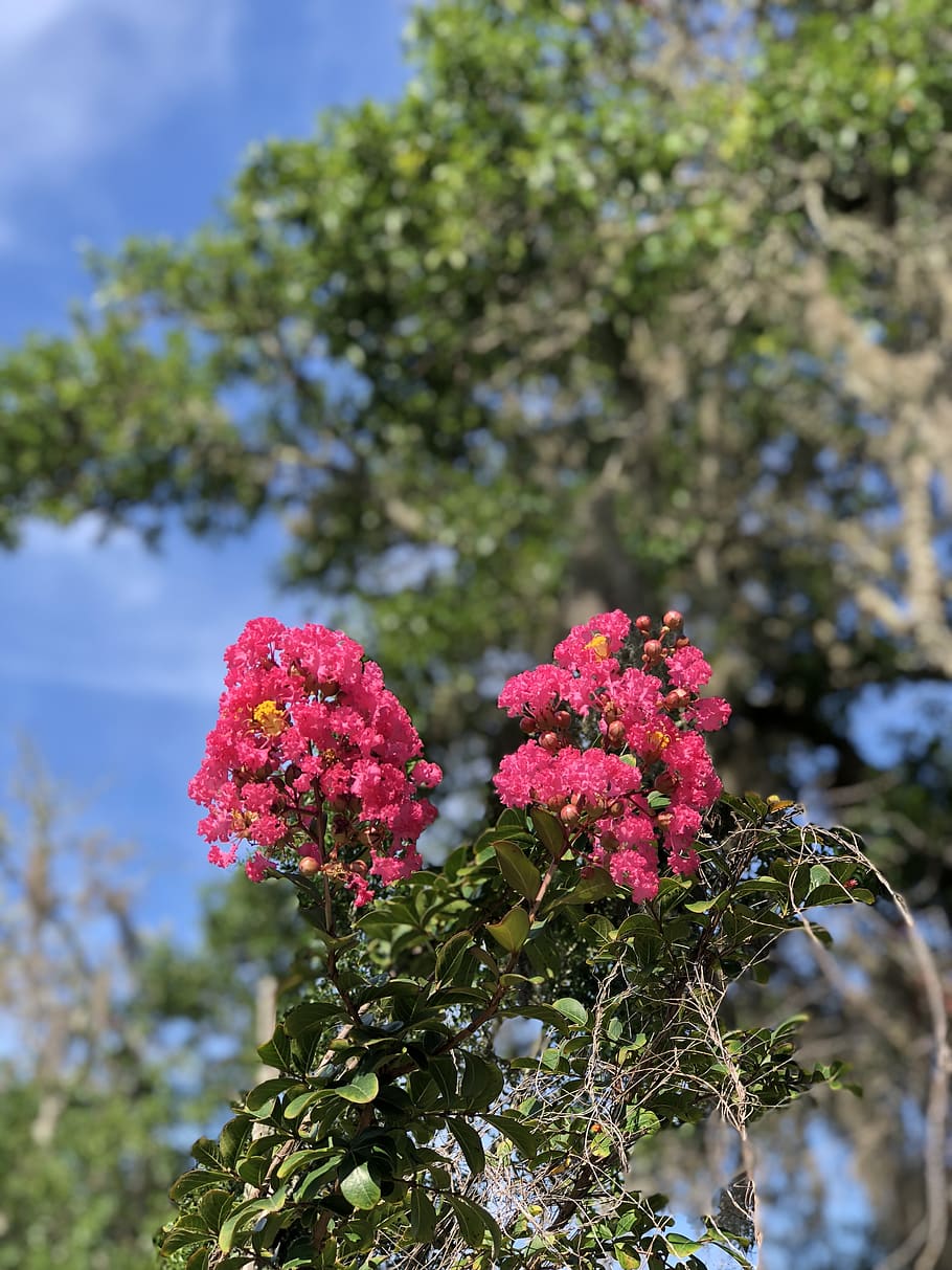 flowers, beach, park, plant, flowering plant, growth, beauty in nature HD wallpaper