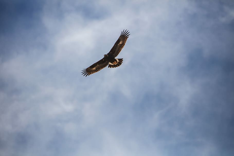 low angle photo of brown hawk flying at daytime, hawk flying on sky under HD wallpaper