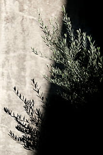 selected focus photo of green leaf plant, green plant, tree, stalk HD wallpaper