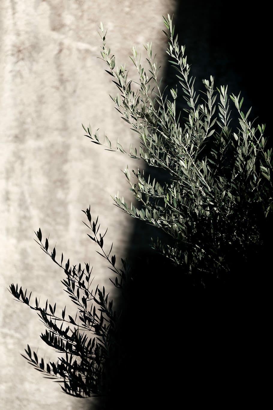 selected focus photo of green leaf plant, green plant, tree, stalk HD wallpaper